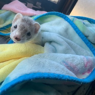 人懐っこい白いフェレット(女の子)です。