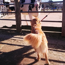 初めてのドッグラン