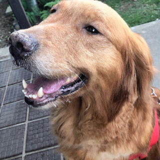 病気に負けない明るく賢いゴールデンMIXゆうか