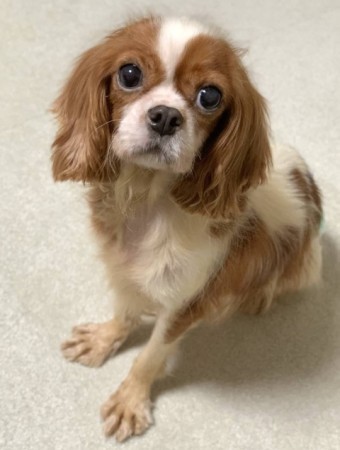 キャバリアのほのかちゃん 埼玉県 犬の里親募集 ペットのおうち 月間利用者150万人