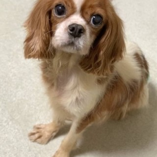 キャバリアのほのかちゃん