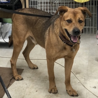 6〜7歳大型犬「リキ」