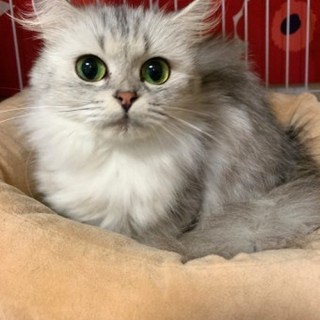 マンチカンのまちかちゃん