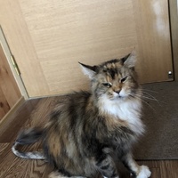 ティル