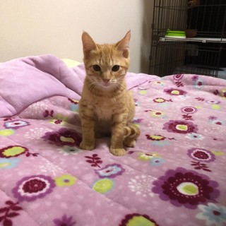 猫を嫌がる住人が殆どのアパートの敷地で産まれた子