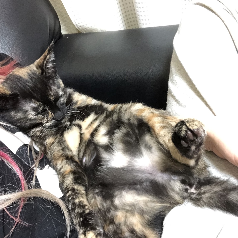 胡桃のカバー写真