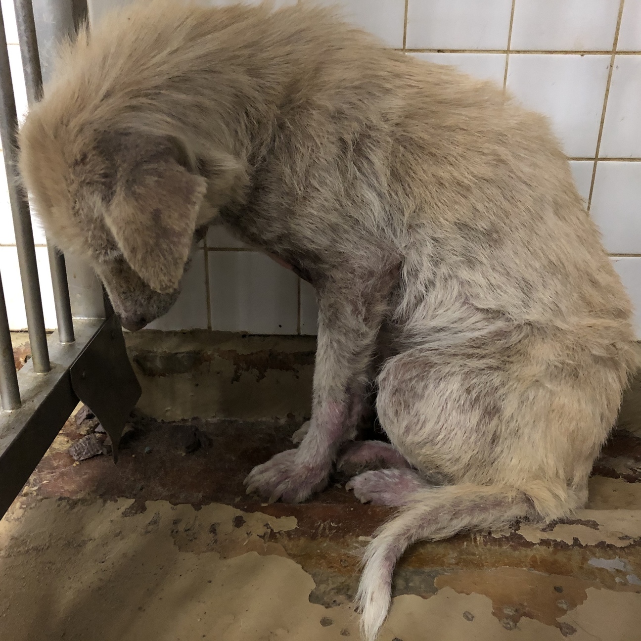 引き出されました 山口県 犬の里親募集 293372 ペットのおうち 月間利用者150万人