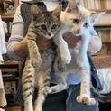 正式に譲渡が決定しました！