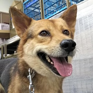 獅子罠イケメンあきら君→お話進行中