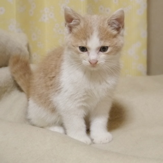 もか　生後１カ月半