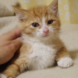 ケーキ　1カ月半