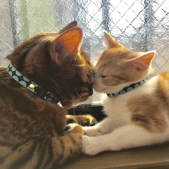 ねこっち-TOKYO-のカバー写真