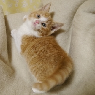 ここあ　1カ月半