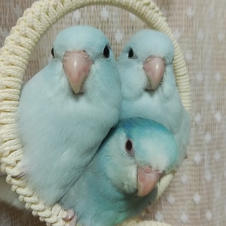 マメルリハの里親募集