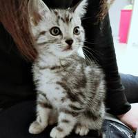 愛之助（めめのすけ）