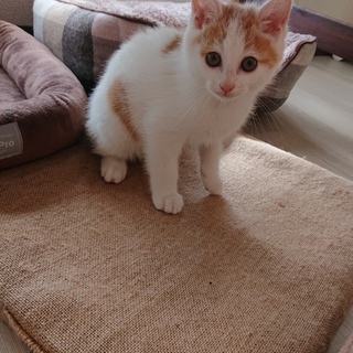 「うめ吉」人懐っこい！