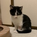 <一時募集停止＞ハチワレちょび髭くんの里親募集