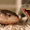 アンボンアオジタトカゲ