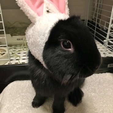 ライオンラビット