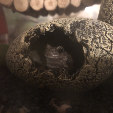 ニホンアマガエル