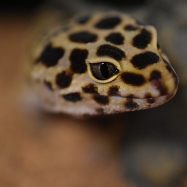ヒョウモントカゲモドキ