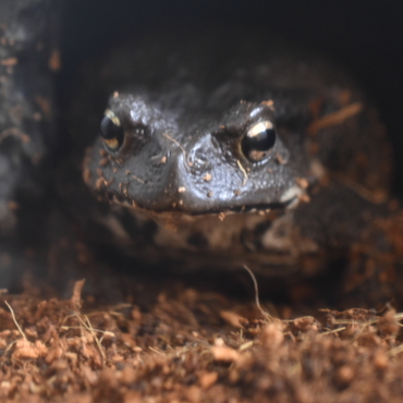 アズマヒキガエル