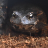 アズマヒキガエル