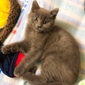 ブリティッシュ3ヶ月♂