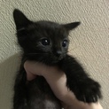 生後2ヶ月の子猫♂