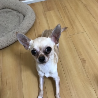 スムースコートチワワ里親募集です。