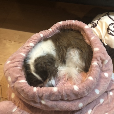 ホイホイにおさまる