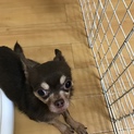 スムースコートチワワ里親募集です