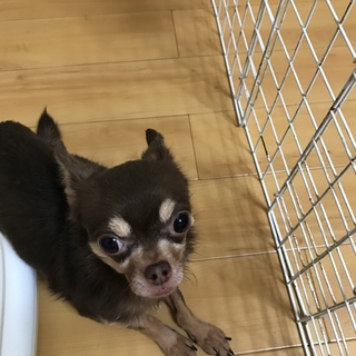 スムースコートチワワ里親募集です