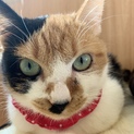 まるいお顔の三毛猫【小梅】ちゃん♪