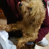 トイプードルのアラン君✨ サムネイル3