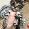 ふわふわな生後2ヶ月の子猫♂ 