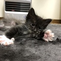 ふわふわな生後2ヶ月の子猫♀
