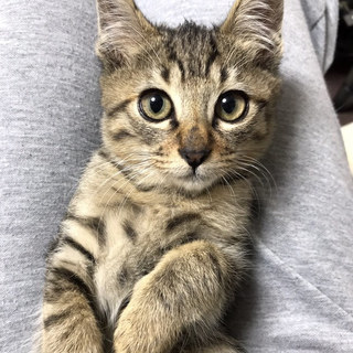 ツンデレ男子☆信玄くん