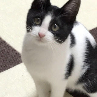 おてんば娘☆あんこちゃん