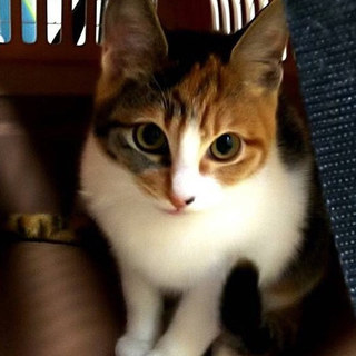 トライアル中のため募集一時停止中です。ちゅらちゃん