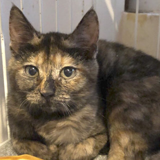 トライアル中のため募集一時停止中☆セーナちゃん