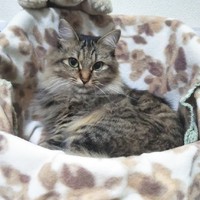 KITTI