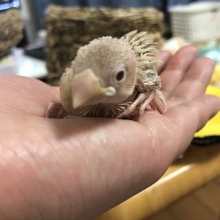 シナモン文鳥雛