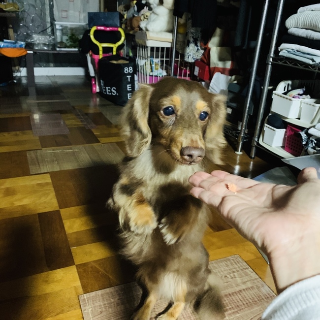 ドーキのカバー写真