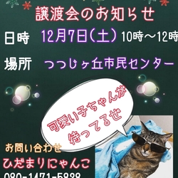 保護猫の譲渡会