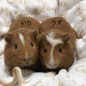 可愛い双子のモルモット