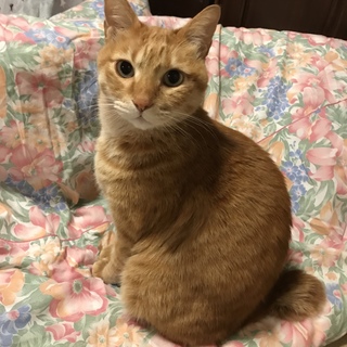 おっとりやさしい茶とら、鍵しっぽで幸運を引っかける