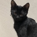 家族の一員に迎えてあげて下さい。