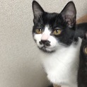 家族の一員に迎えてあげて下さい。