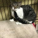 モモちゃんにおうち猫になるチャンスを！